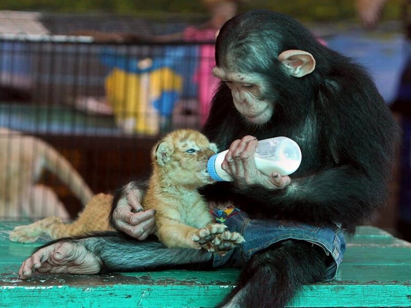 Chimpanzee Feeding Lion Cub