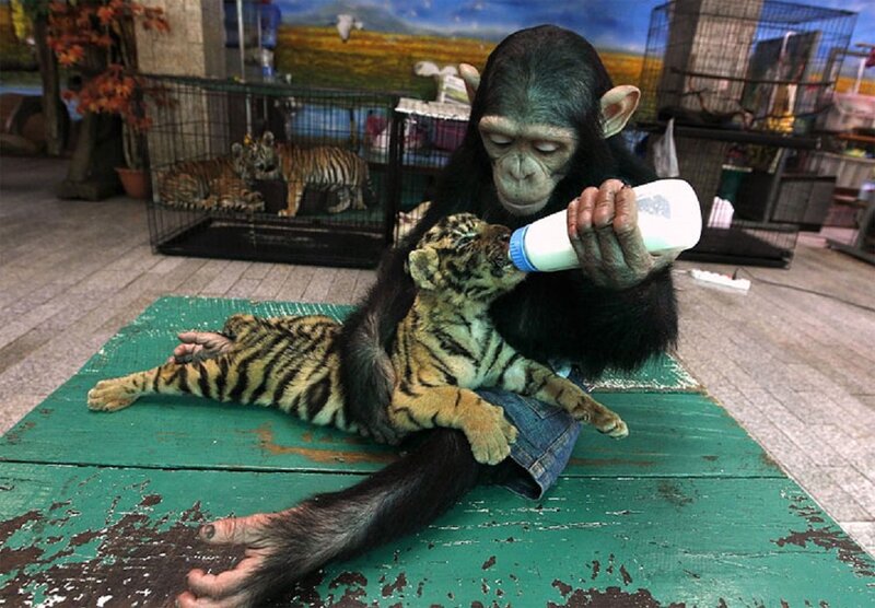 Chimpanzee Feeding Tiger Cub