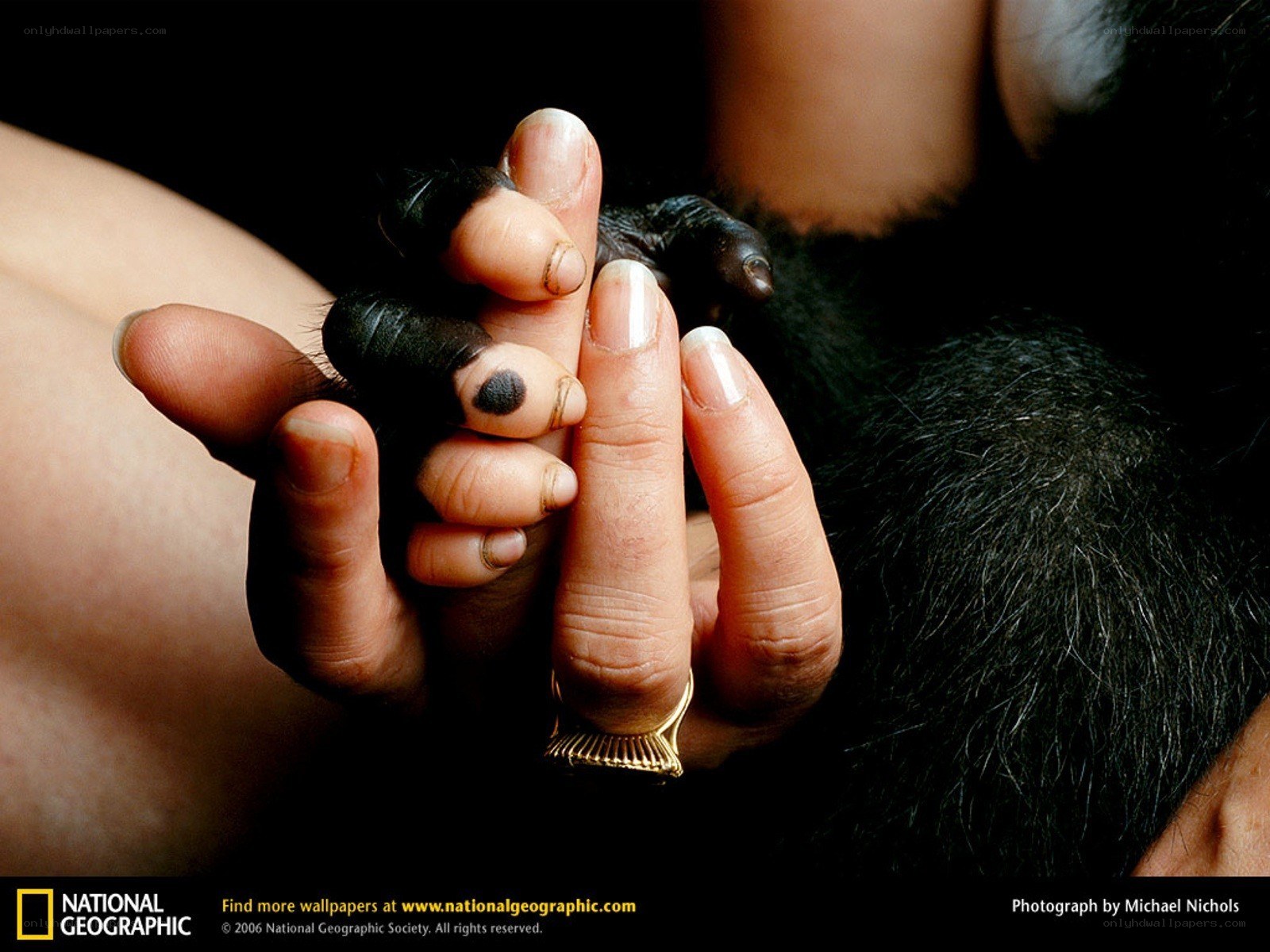 Chimpanzee hand holding human hand