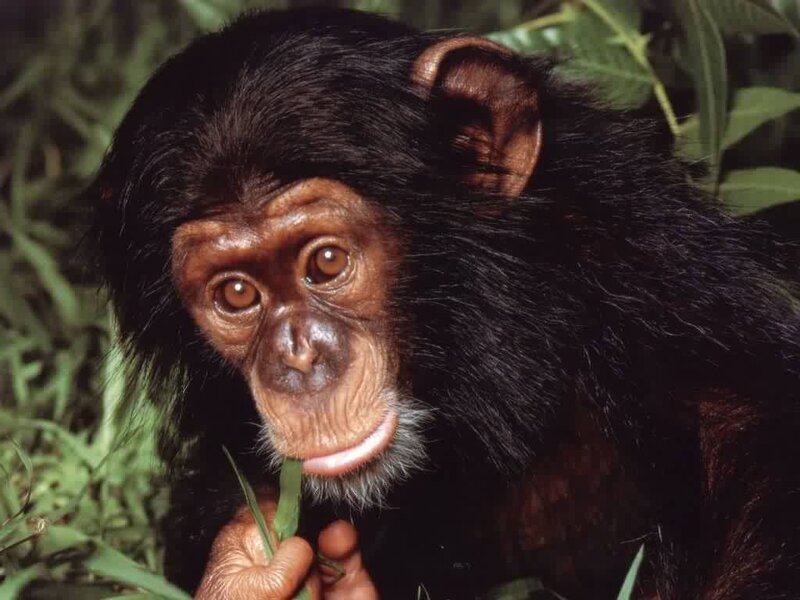 chimpanzee holding a leaf