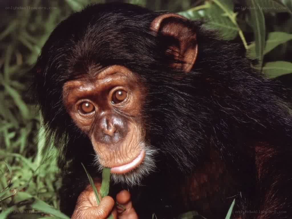 chimpanzee holding a leaf