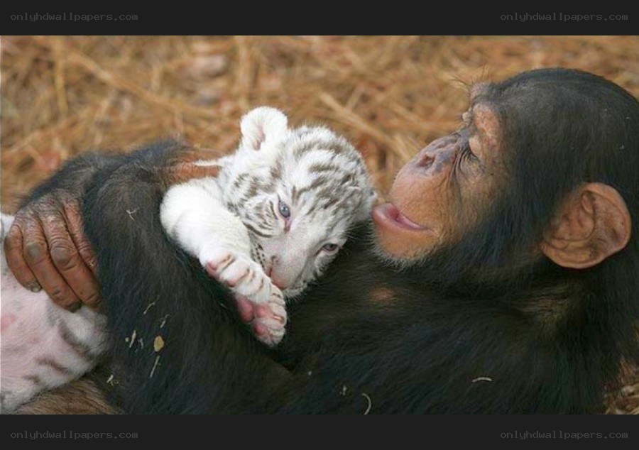 Chimpanzee holding a white tiger cub