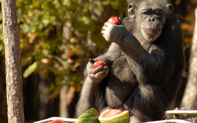 Chimpanzee Holding Apples
