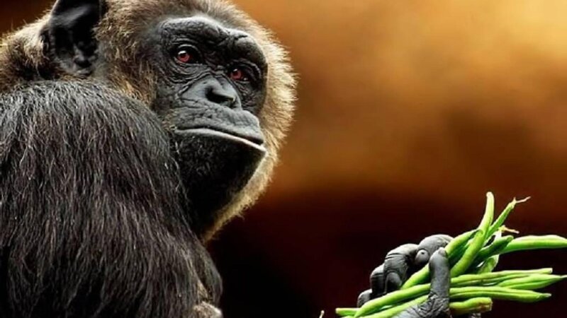 Chimpanzee Holding Beans — Black, Natural