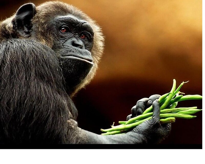 Chimpanzee Holding Beans — Black