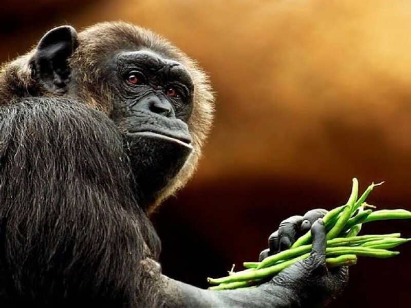Chimpanzee Holding Beans
