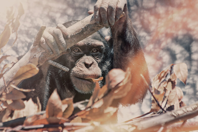 Chimpanzee Holding Branch