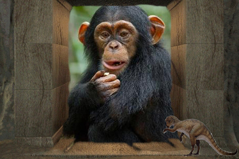 Chimpanzee Holding Food