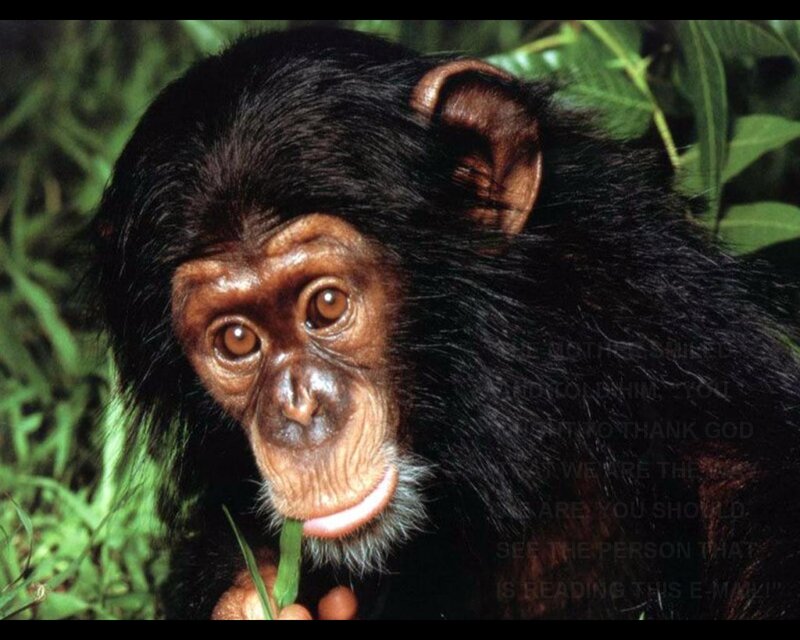 Chimpanzee Holding Leaf