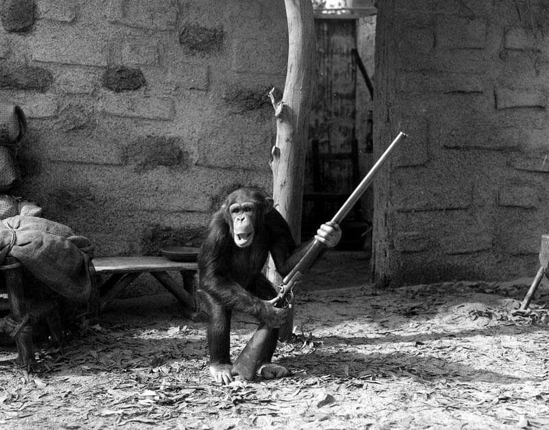 Chimpanzee Holding Rifle