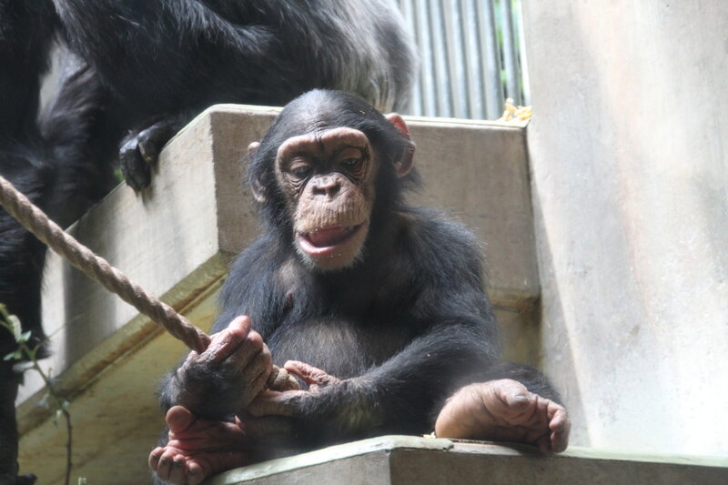 Chimpanzee Holding Rope