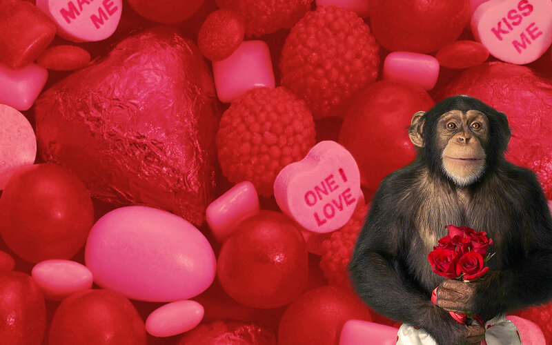 Chimpanzee Holding Roses