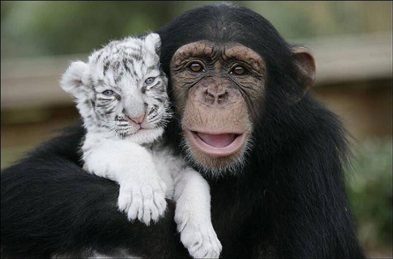 Chimpanzee Holding Tiger Cub — Black, Calm