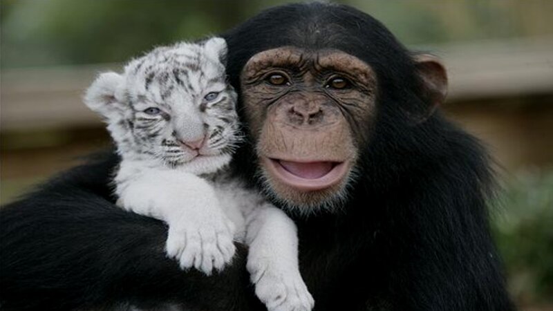 Chimpanzee Holding Tiger Cub — Black