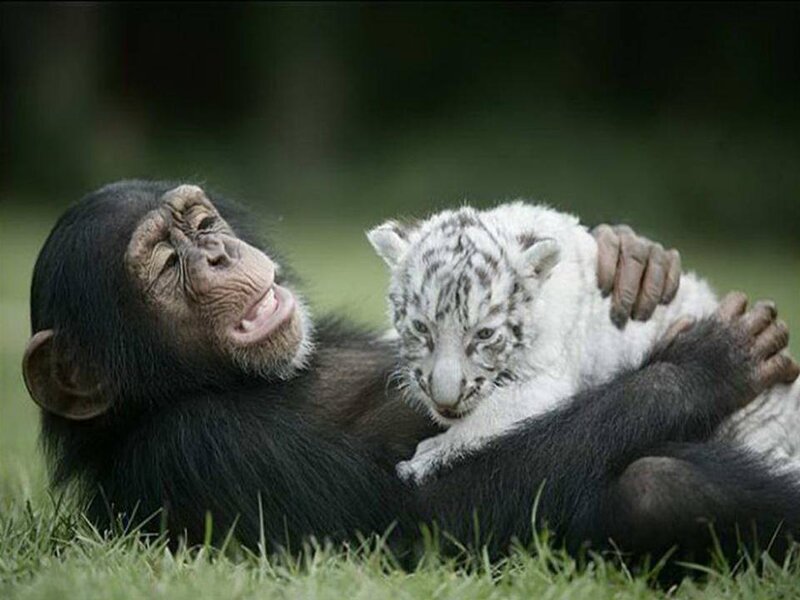 Chimpanzee Holding Tiger Cub