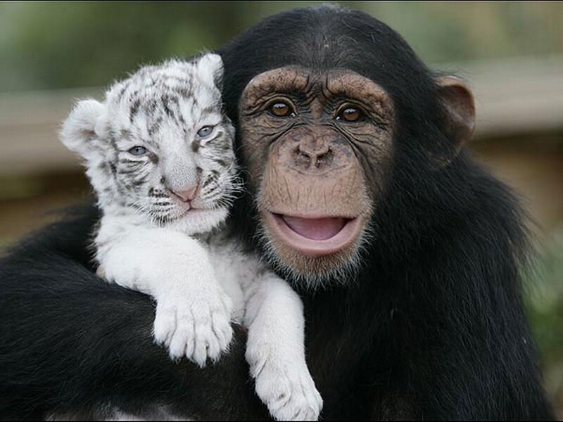 Chimpanzee holding white tiger cub