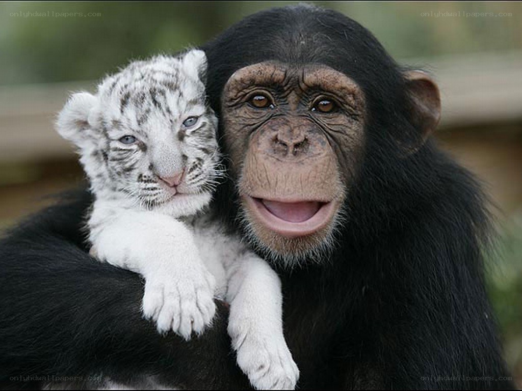 Chimpanzee holding white tiger cub