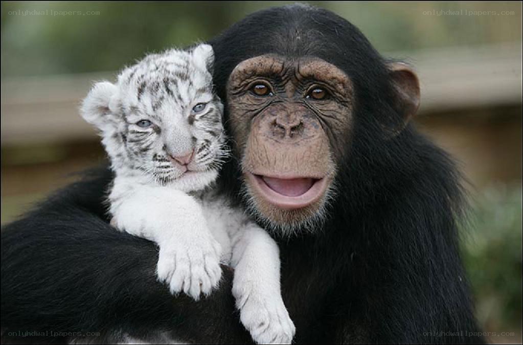 Chimpanzee holding white tiger cub