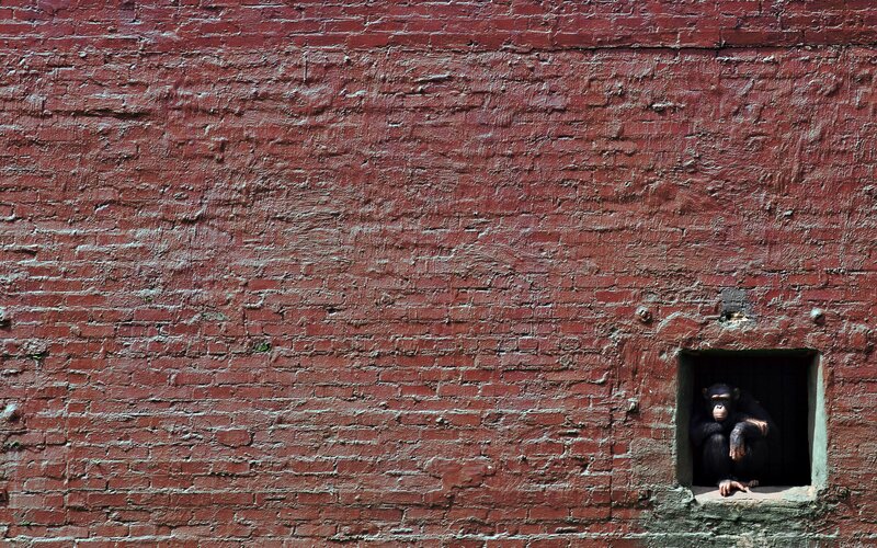 chimpanzee in a brick wall