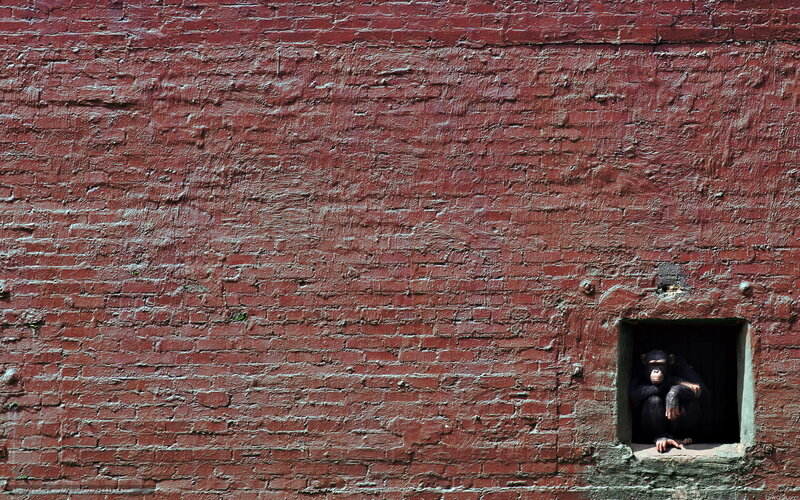chimpanzee in a red brick wall