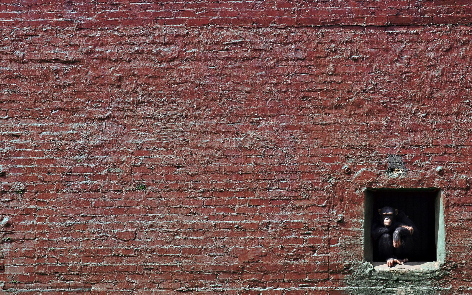 chimpanzee in a red brick wall