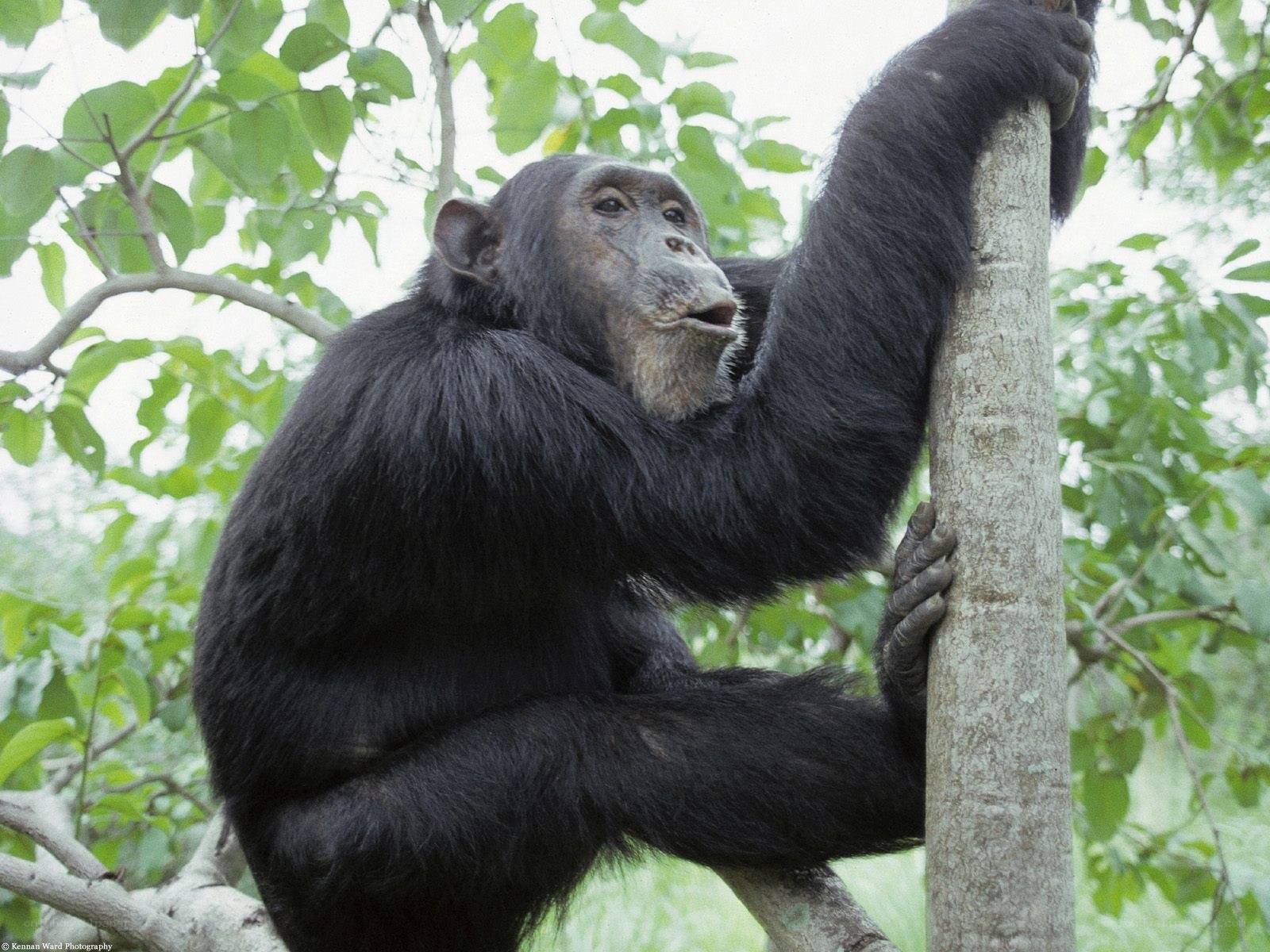 chimpanzee in a tree