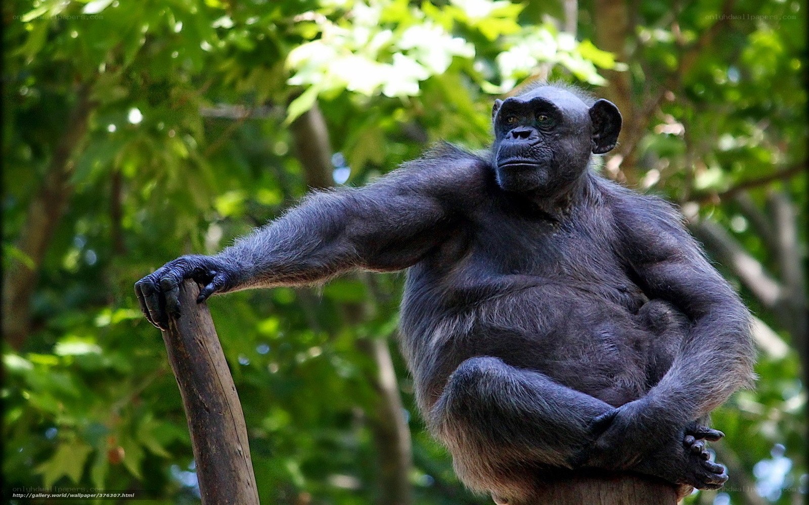 Chimpanzee in a tree