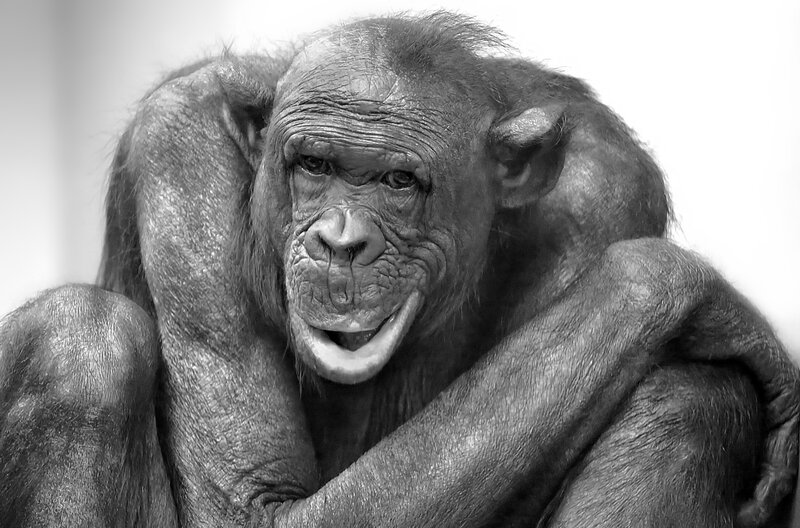 Chimpanzee in Black and White