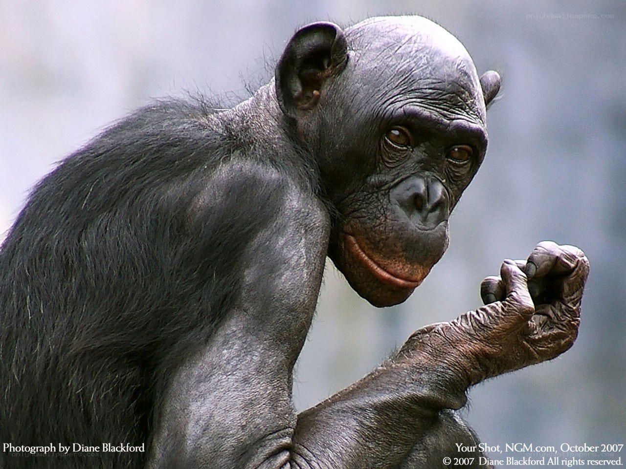 Chimpanzee in contemplation