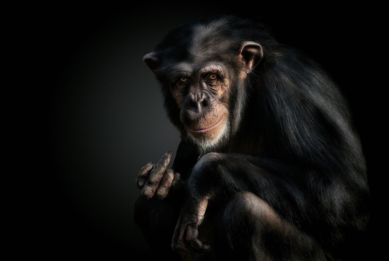 Chimpanzee in Dark