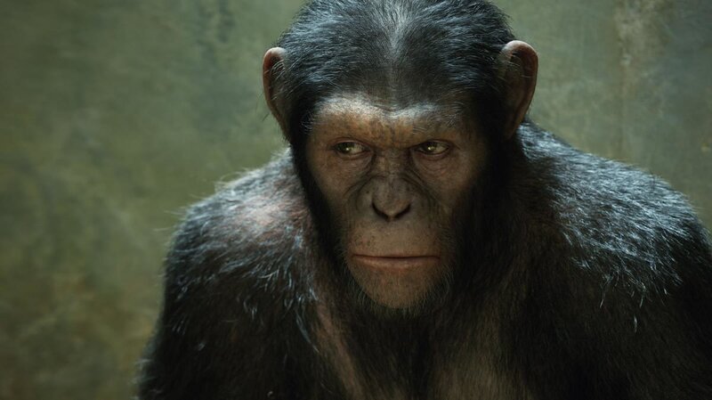 Chimpanzee in Enclosure — Gray
