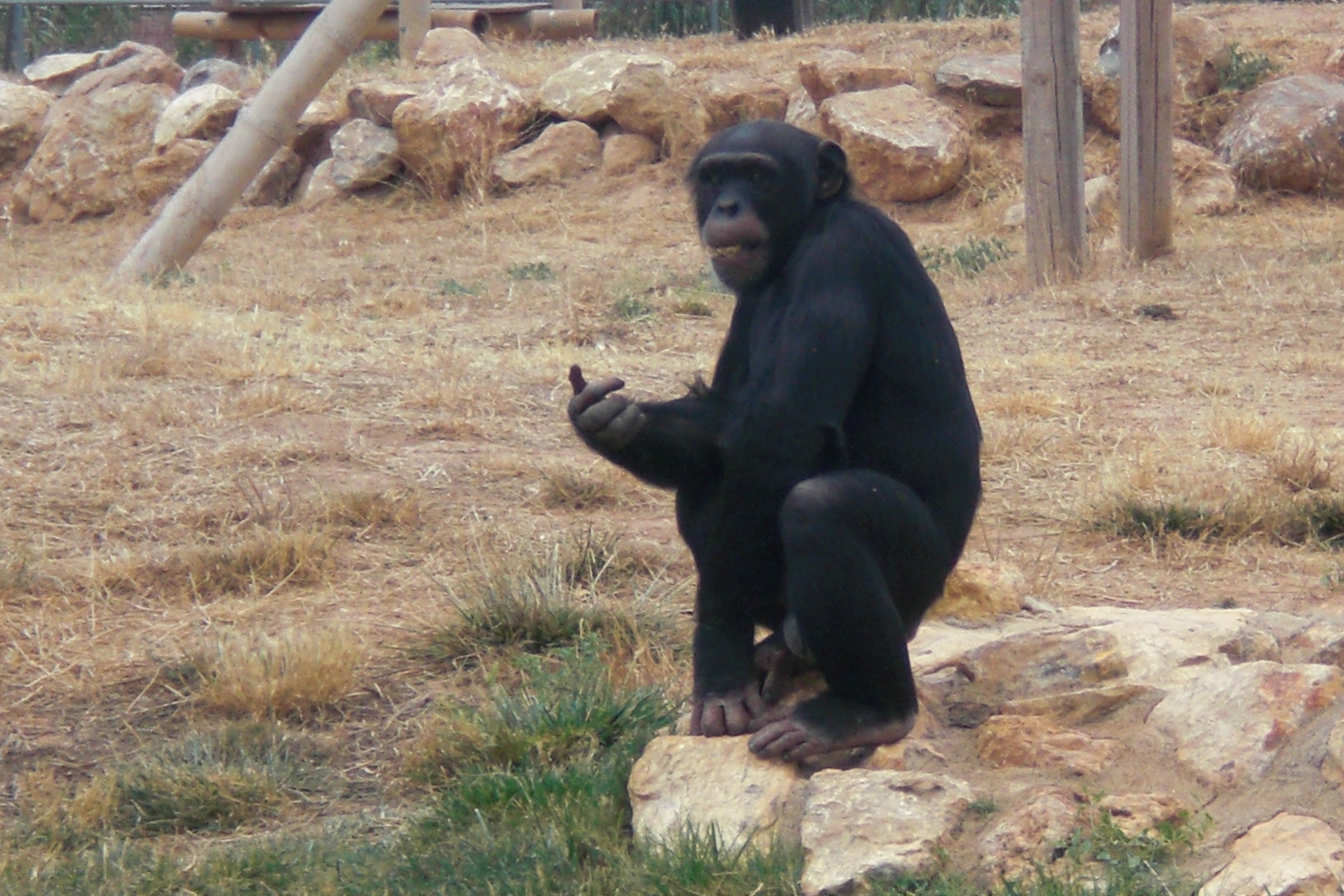 chimpanzee in enclosure
