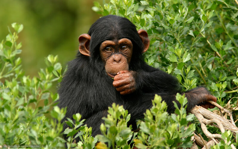 Chimpanzee in Foliage