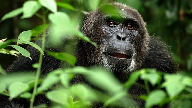 Chimpanzee in forest foliage