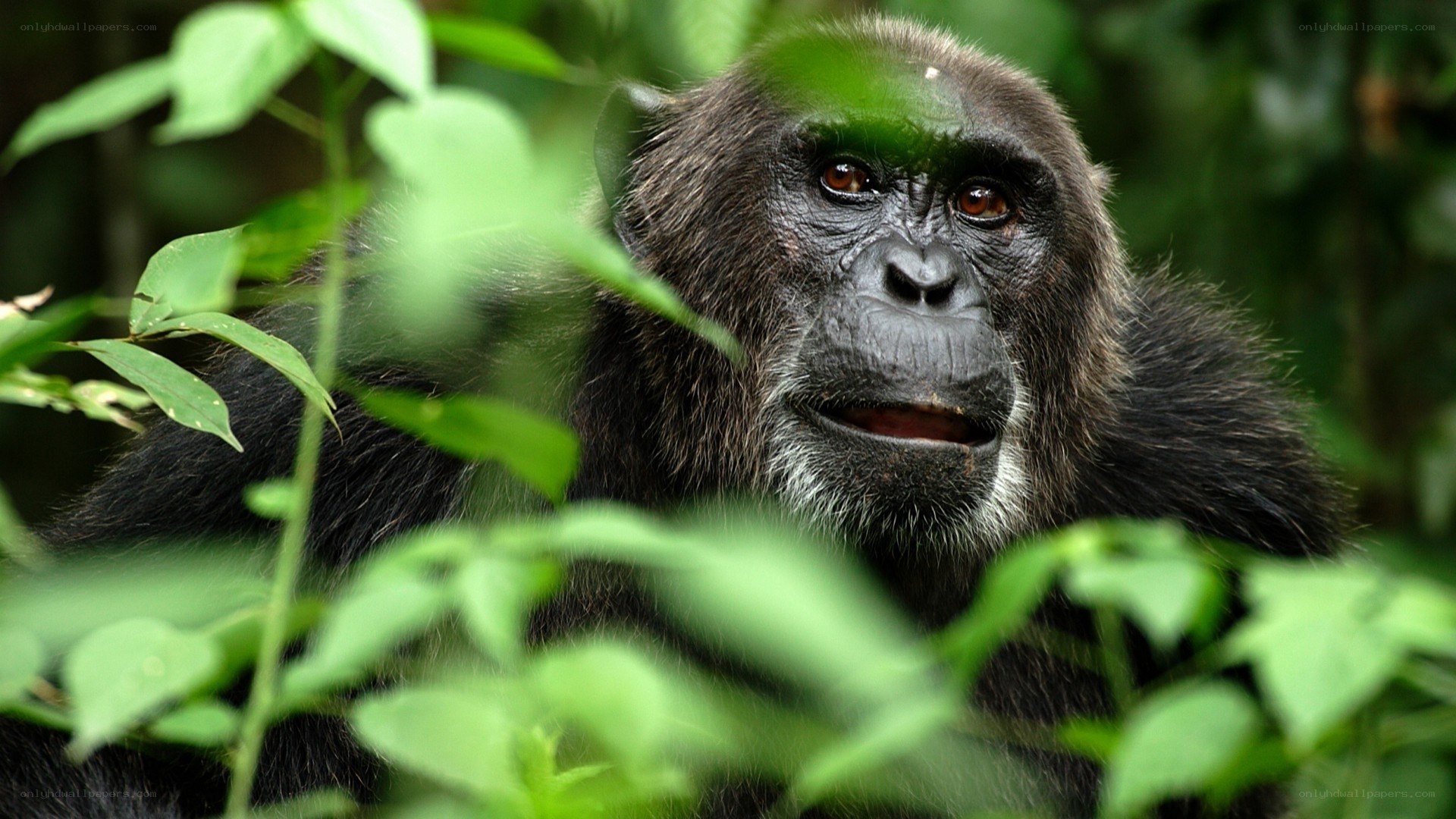 Chimpanzee in forest foliage