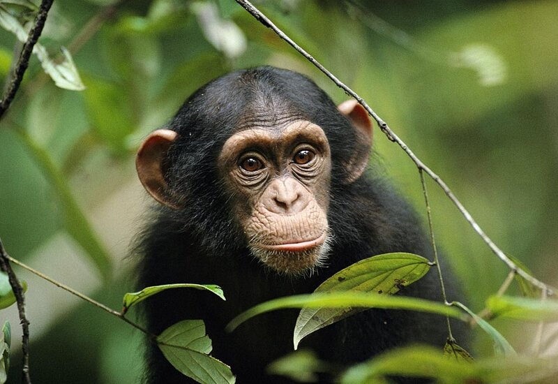 Chimpanzee in Forest — Green
