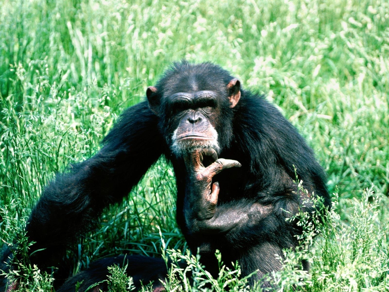chimpanzee in grass
