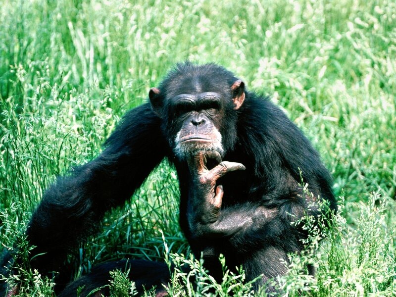 Chimpanzee in Grass — Green, Calm