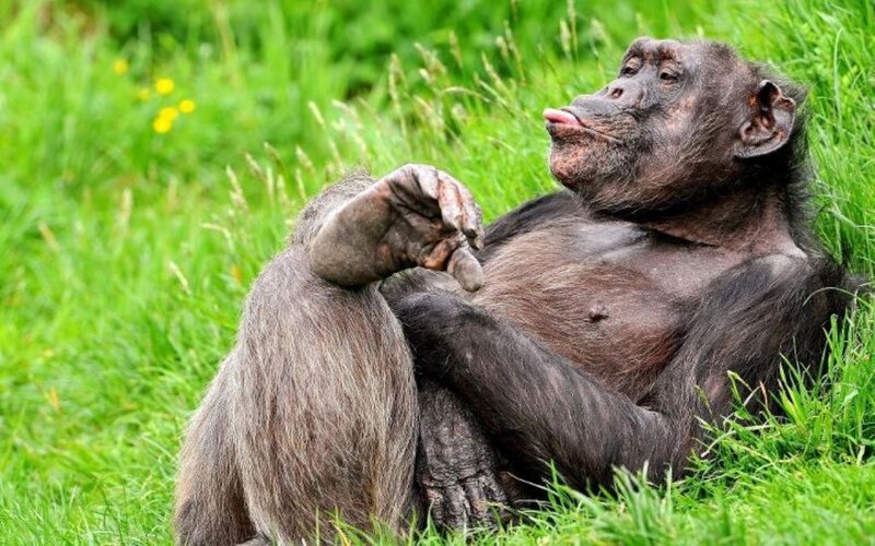 Chimpanzee in Grass — Green, Relaxed, Afternoon