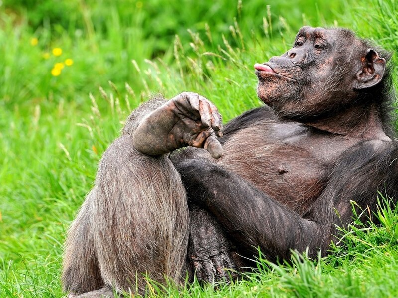 Chimpanzee in Grass — Green, Relaxed