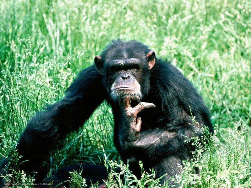 chimpanzee in grass