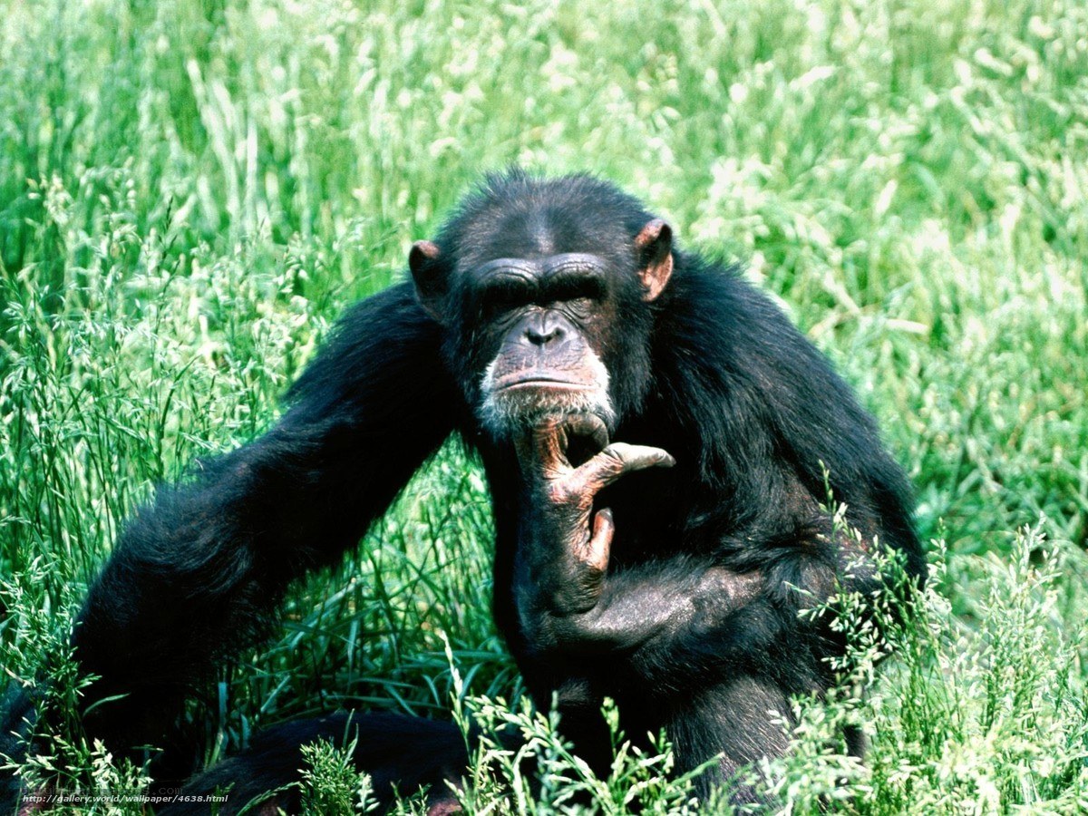 chimpanzee in grass