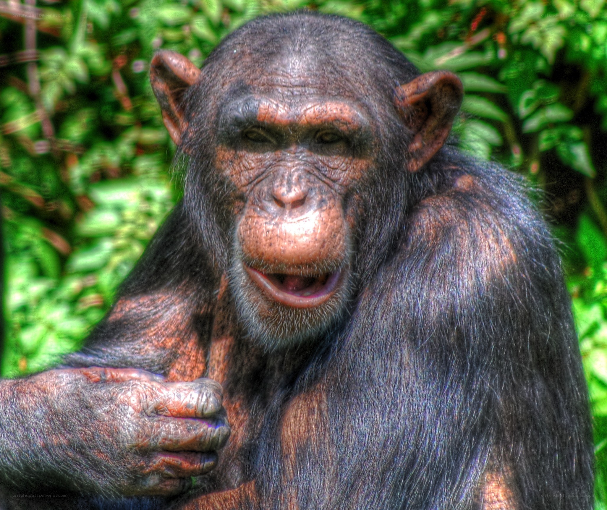 chimpanzee in green foliage