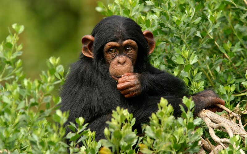 Chimpanzee in green foliage