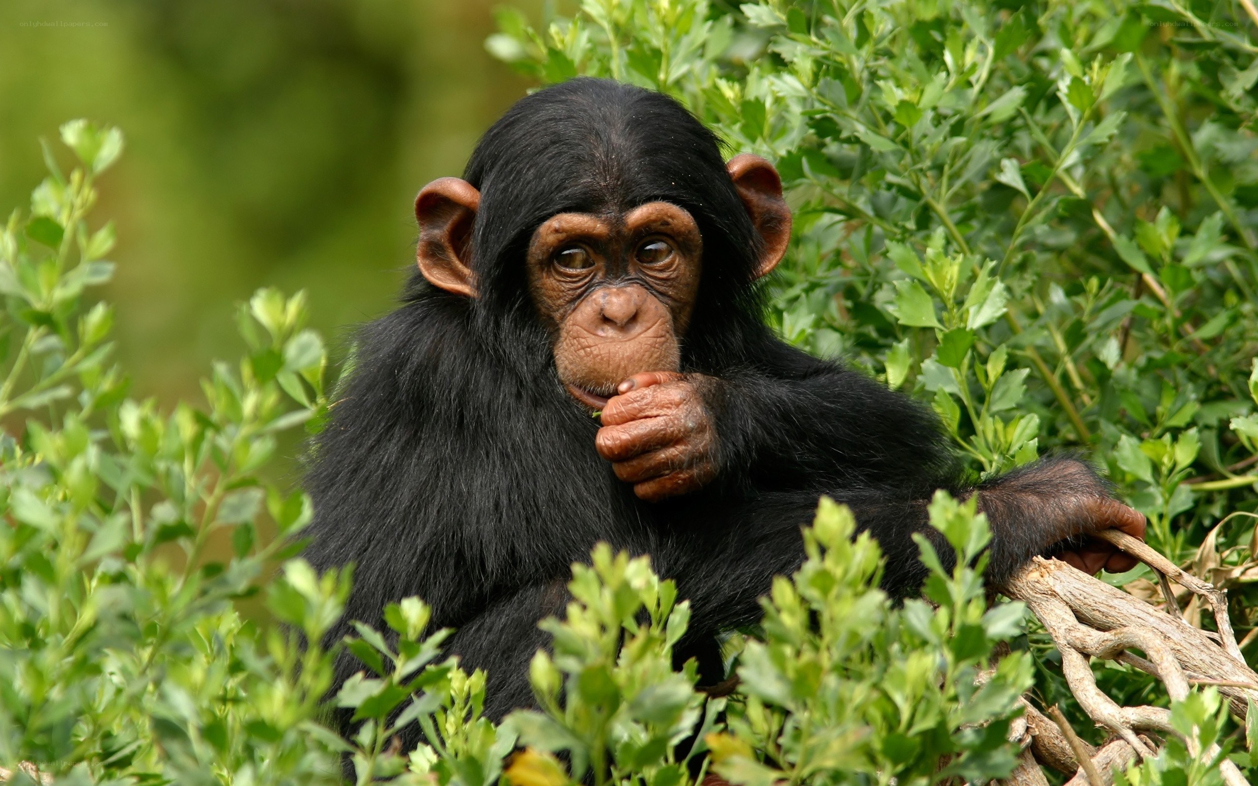Chimpanzee in green foliage
