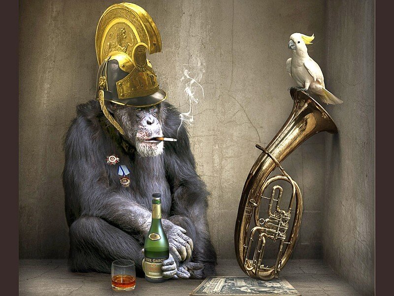 chimpanzee in military helmet