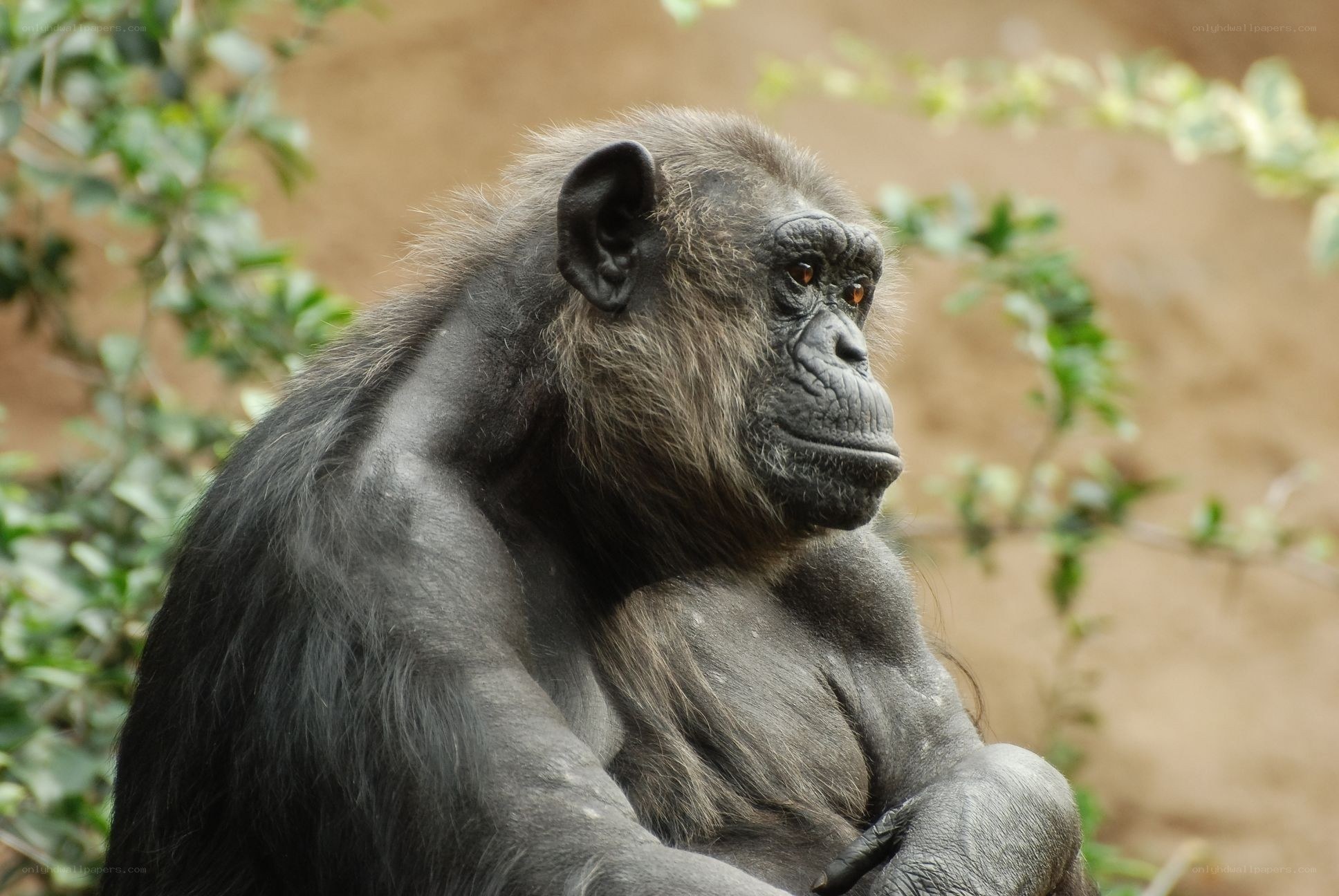 Chimpanzee in natural setting