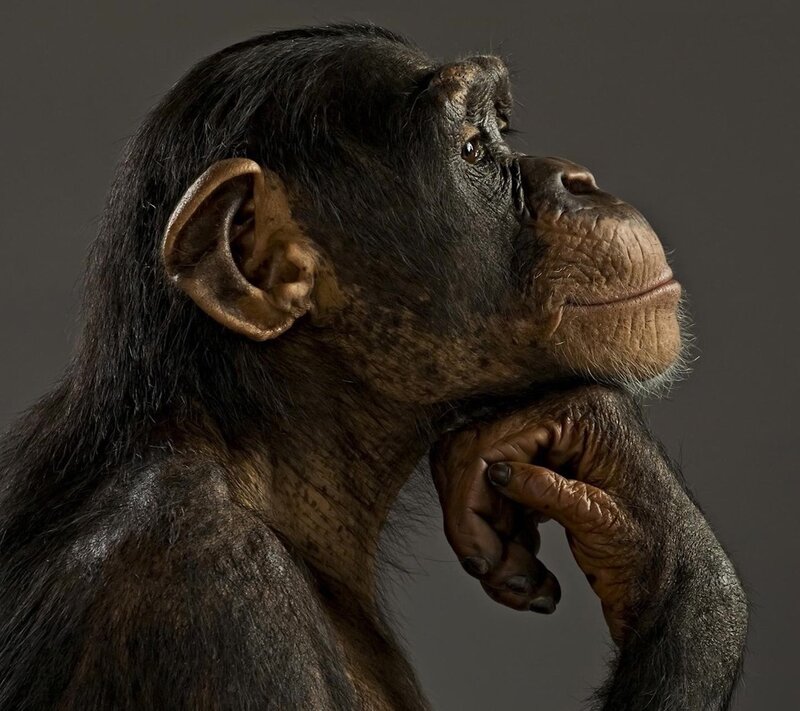 Chimpanzee in Profile — Black, Contemplative