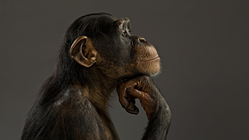 Chimpanzee in Profile — Gray