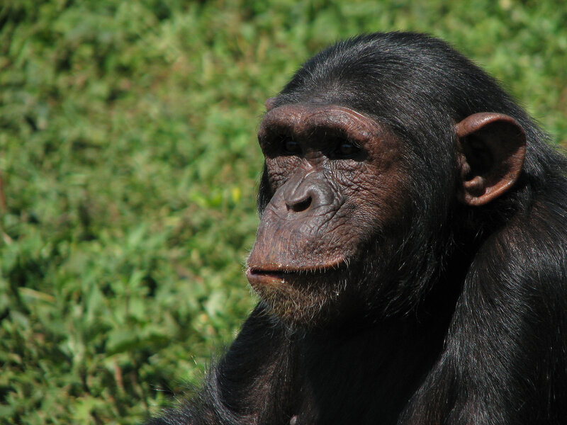Chimpanzee in Profile